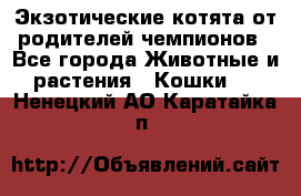  Экзотические котята от родителей чемпионов - Все города Животные и растения » Кошки   . Ненецкий АО,Каратайка п.